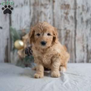 Gilmore, Mini Goldendoodle Puppy